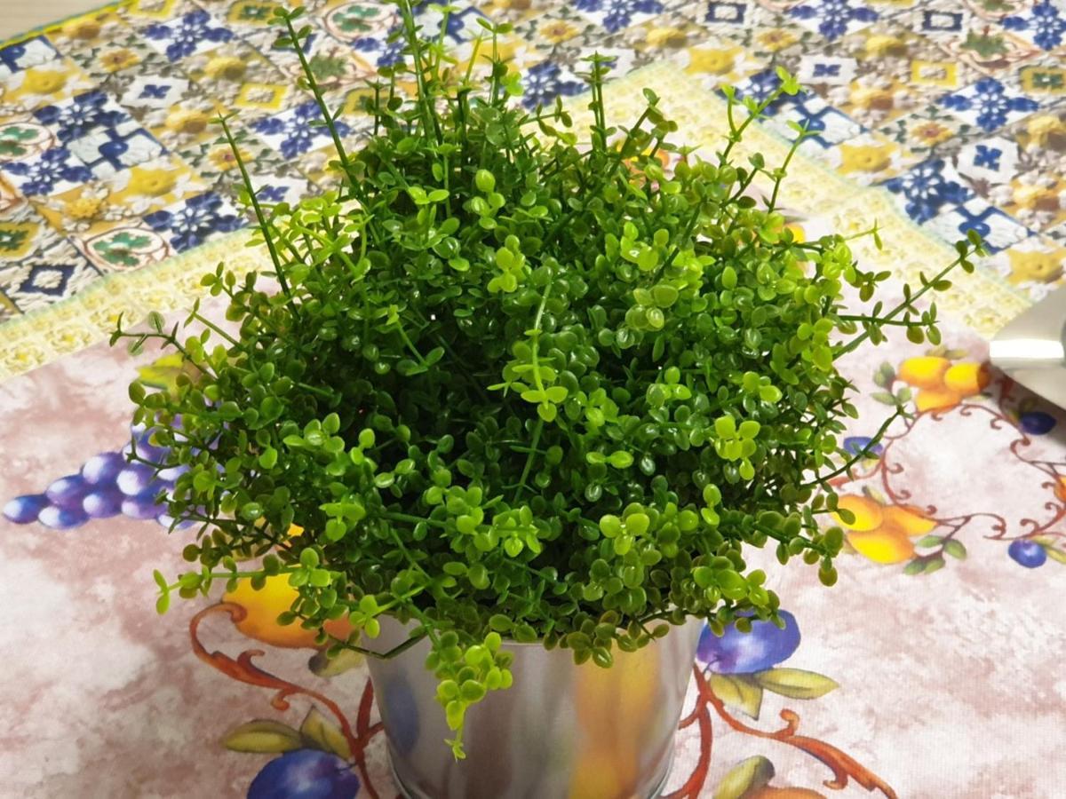 Chiara Naxos